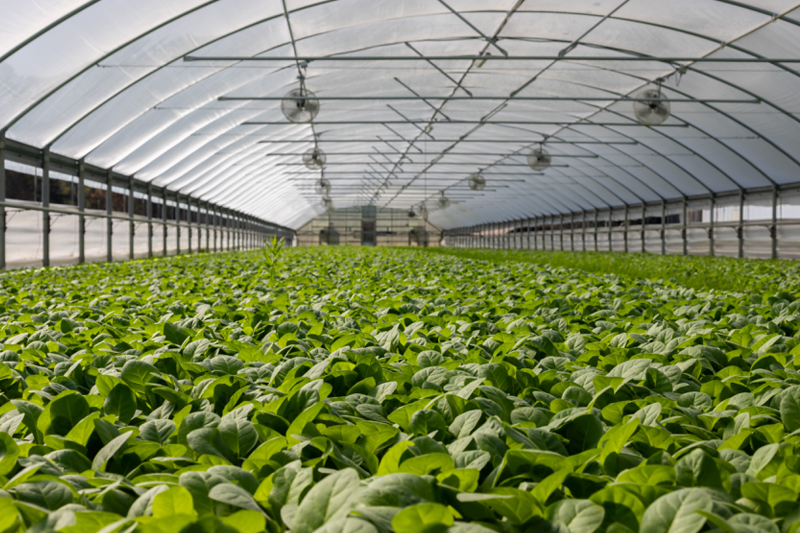 Agriculture Agriculture